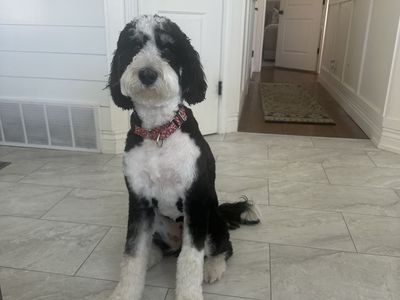 Bernedoodle
