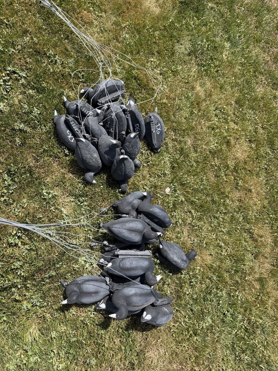 2 Dozen Final Approach Coot Decoys