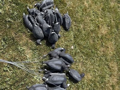 2 Dozen Final Approach Coot Decoys