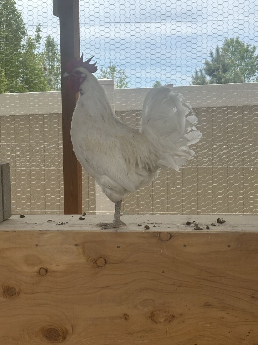 Purebred Zomie Rooster