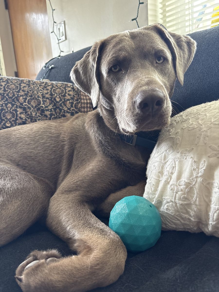 Registered Silver Lab For Stud