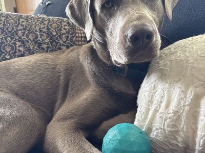 Registered Silver Lab For Stud