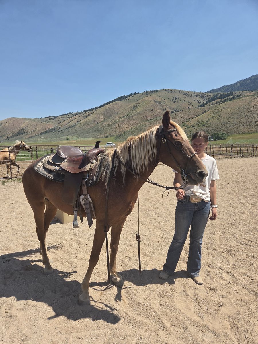 kentucky mountain mare