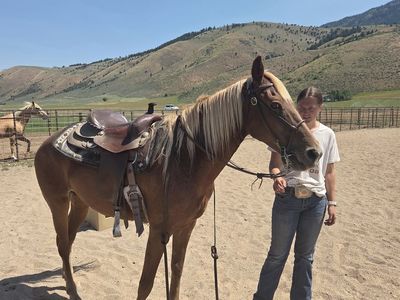 kentucky mountain mare