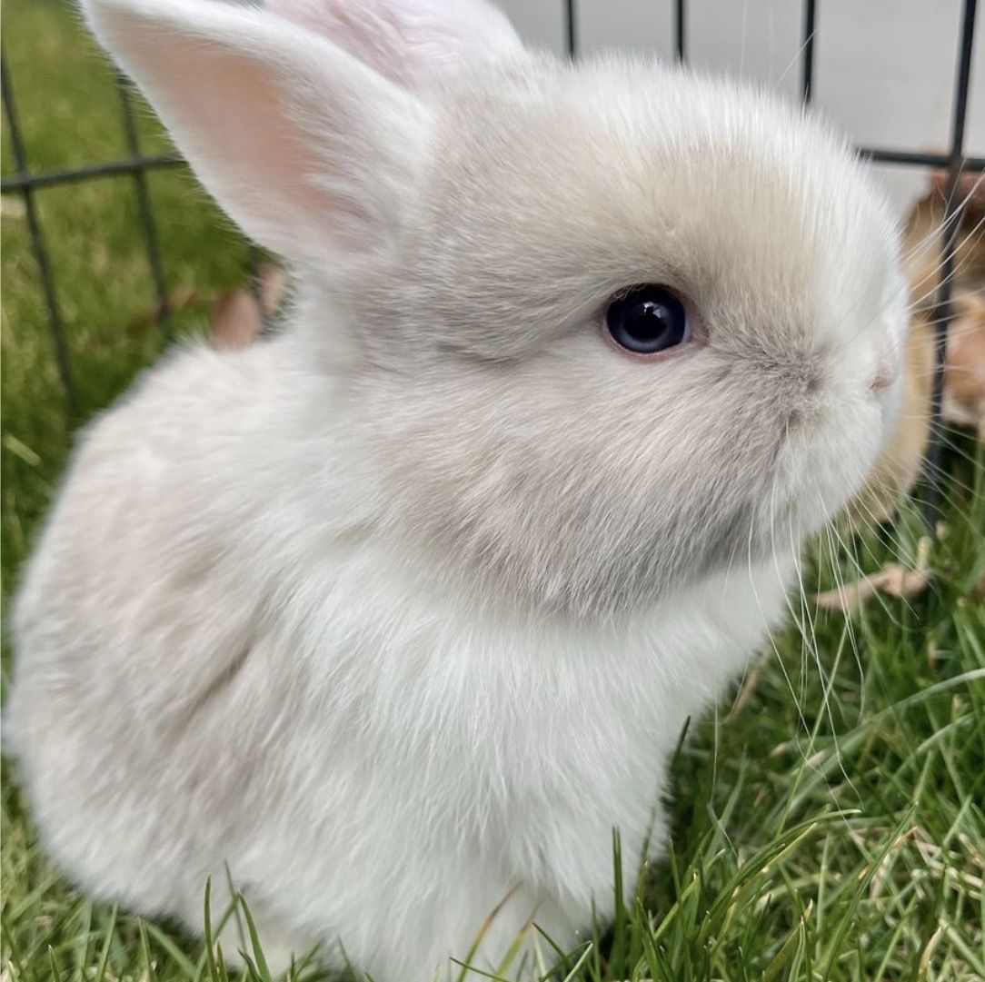 Handsome WE Sallander Holland Lop- Male