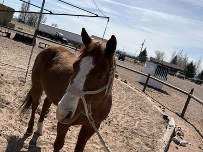 8 Year Old Sorrel Gelding