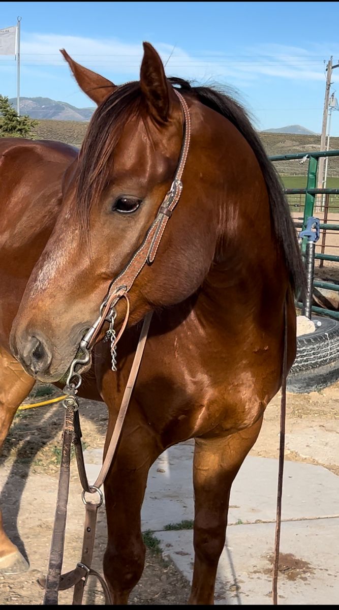2023 AQHA Gelding (All around, ranch, rope, family horse, Pitzer breeding)