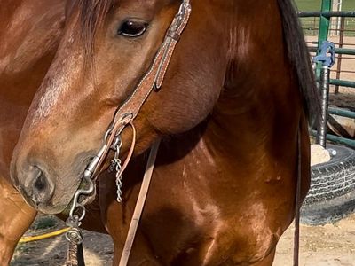 2023 AQHA Gelding (All around, ranch, rope, family horse, Pitzer breeding)