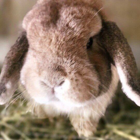 RESERVED Holland Lop Buck