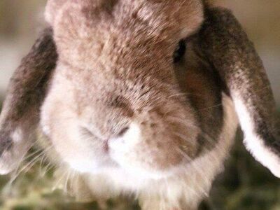 RESERVED Holland Lop Buck