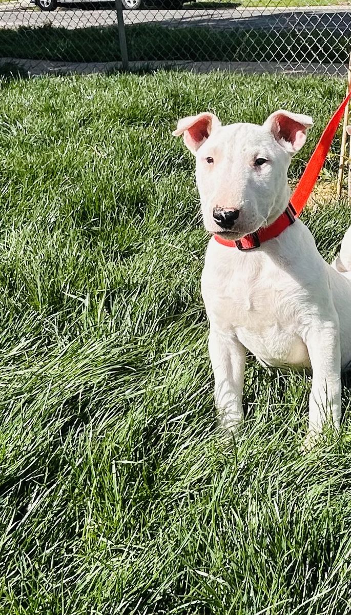 Bull Terrier Puppy!!