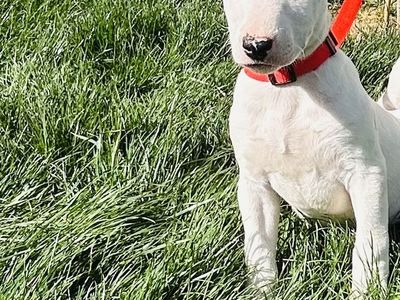 Bull Terrier Puppy!!