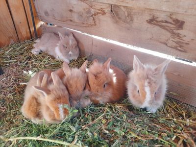 Easter Bunny Special-Lionhead Mix