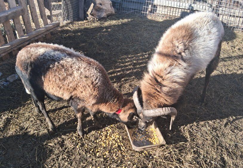 Barbado Hair sheep Breeding pair