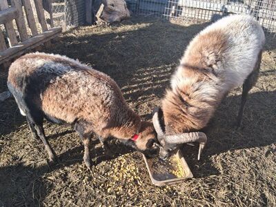 Barbado Hair sheep Breeding pair
