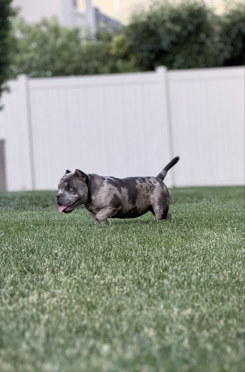 American bully