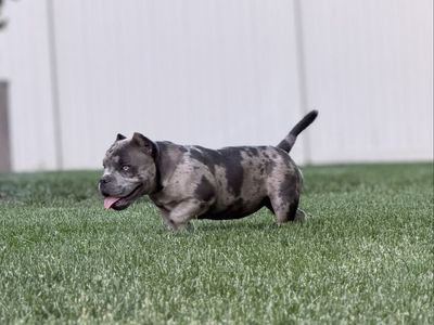 American bully