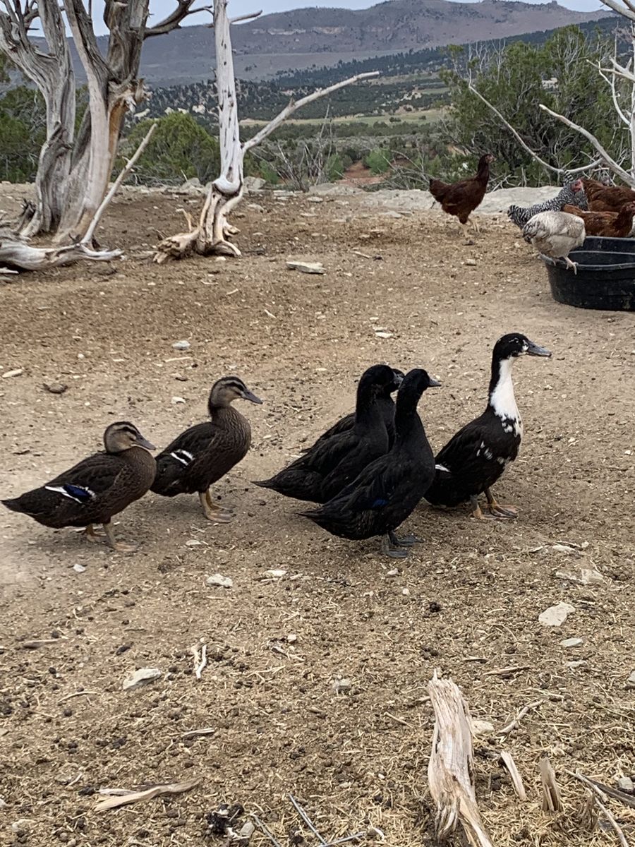 Ducks for Sale - Various Colors (Black, Brown, White)