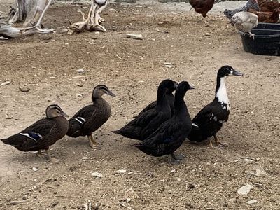 Ducks for Sale - Various Colors (Black, Brown, White)