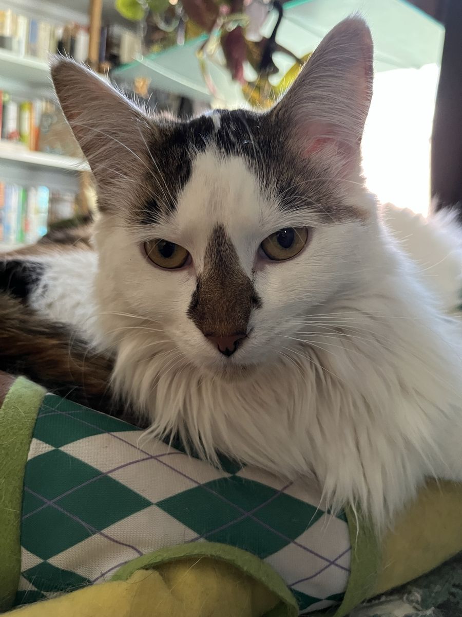 Missing cat