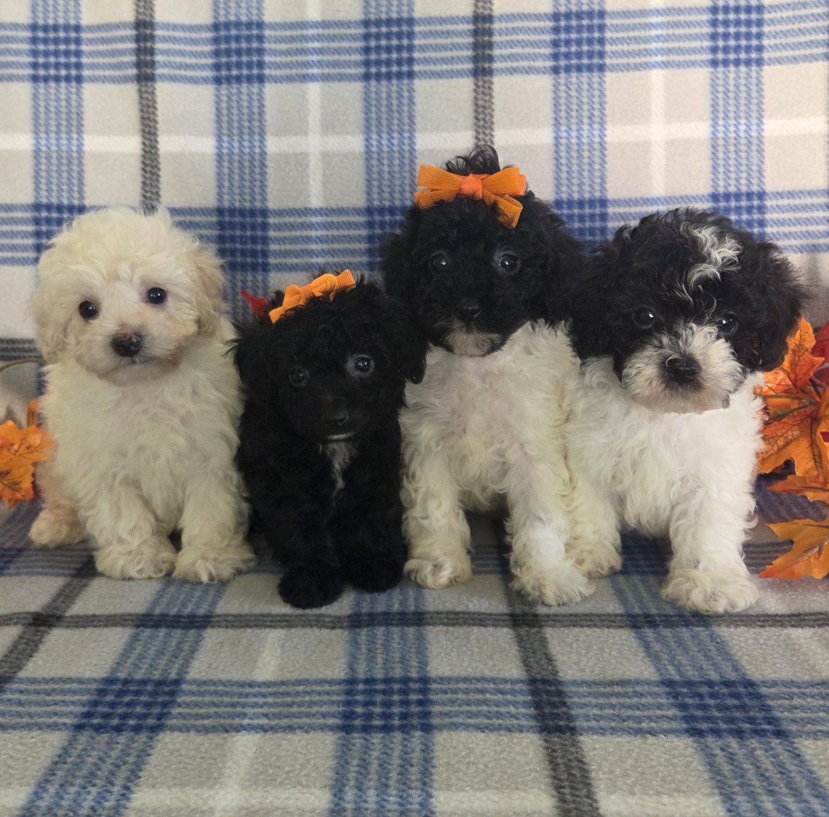 Super Sweet Toy Poodle Puppies 