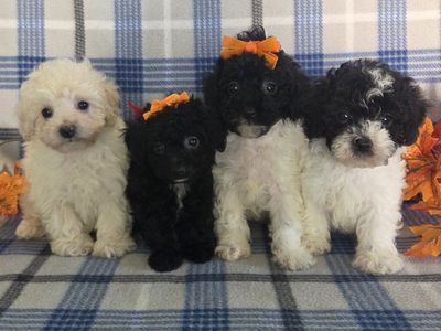 Super Sweet Toy Poodle Puppies