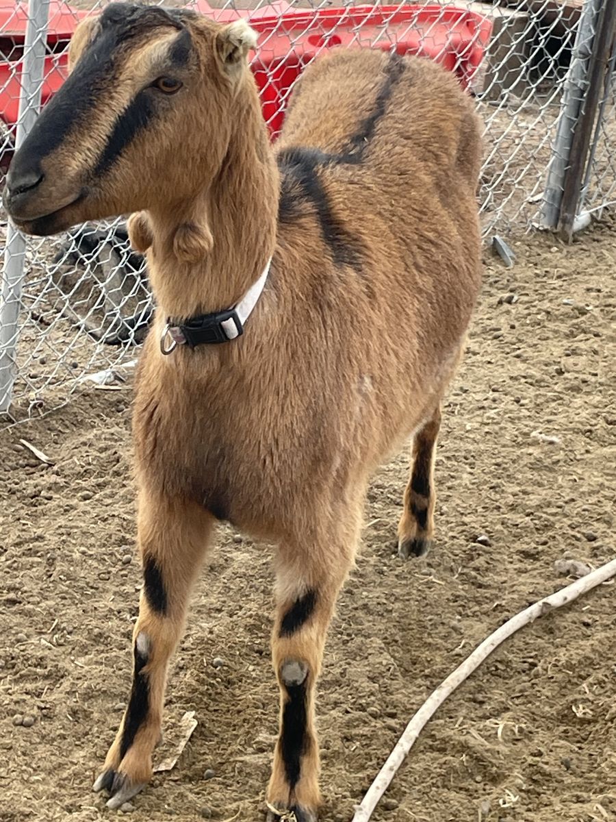 Lamancha/Nubian doe