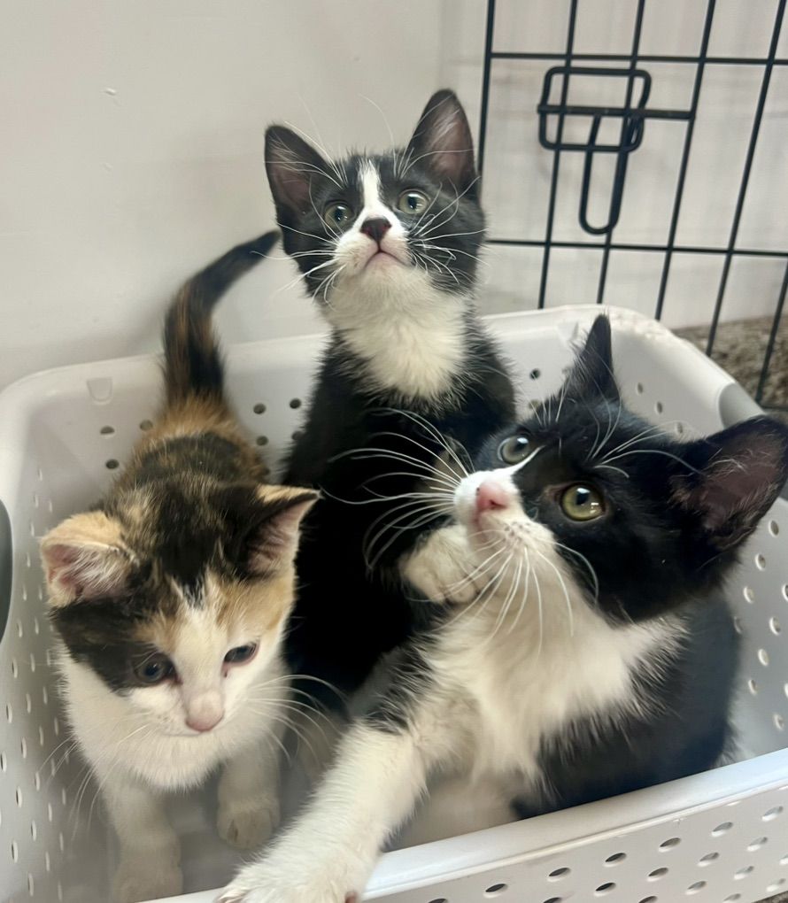 Kittens