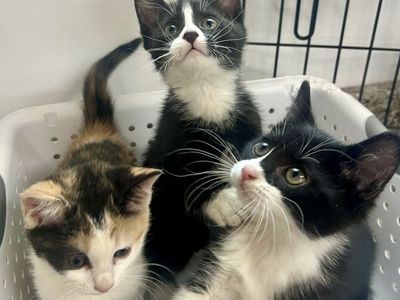 Kittens