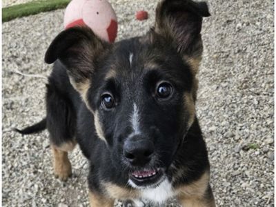 Ocean, german shepherd mix puppy looking for a home