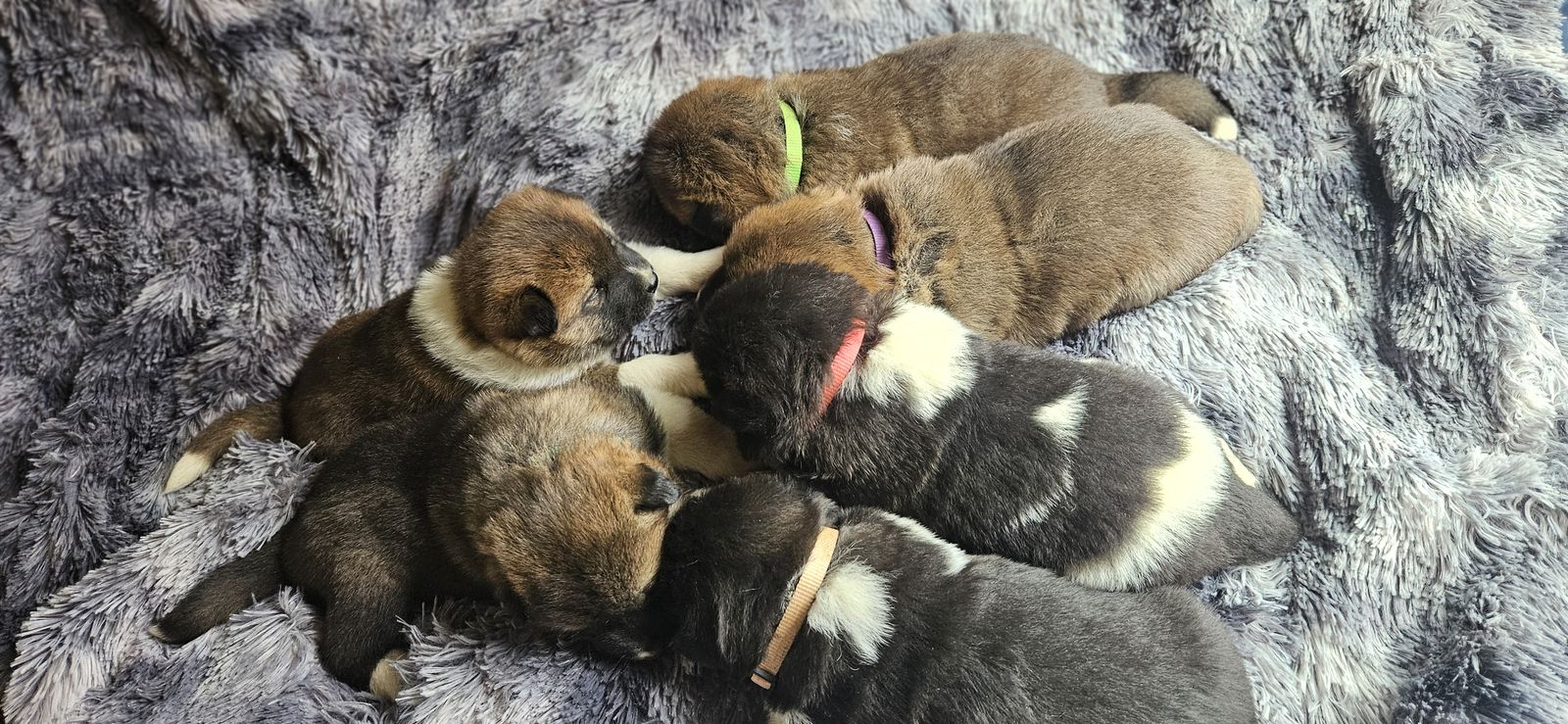 Purebred American akitas pre-sale