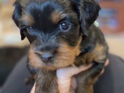Cavapoo Puppies Hypoallergenic non-shedding 100% Clear Health