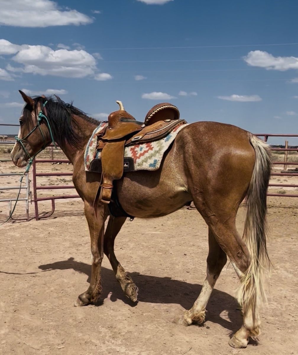 3 Year Old Grade Stud