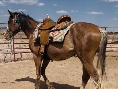 3 Year Old Grade Stud