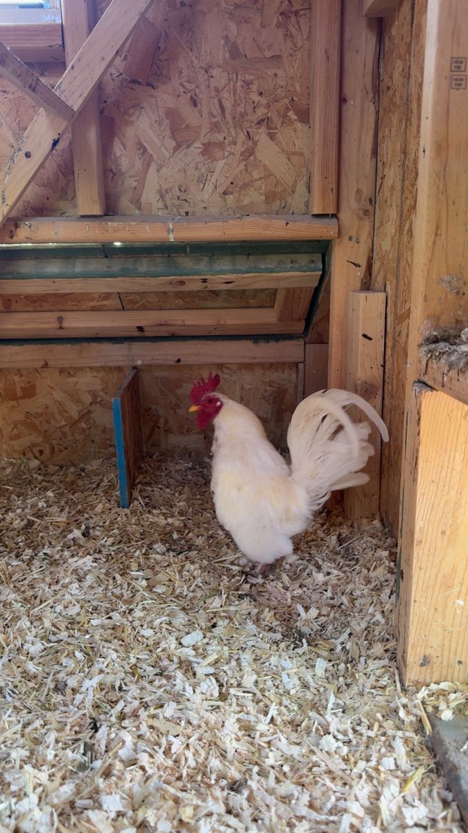 Sermas rooster 1yr old