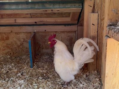 Sermas rooster 1yr old