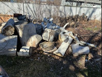 Free wood! Poplar and Aspen