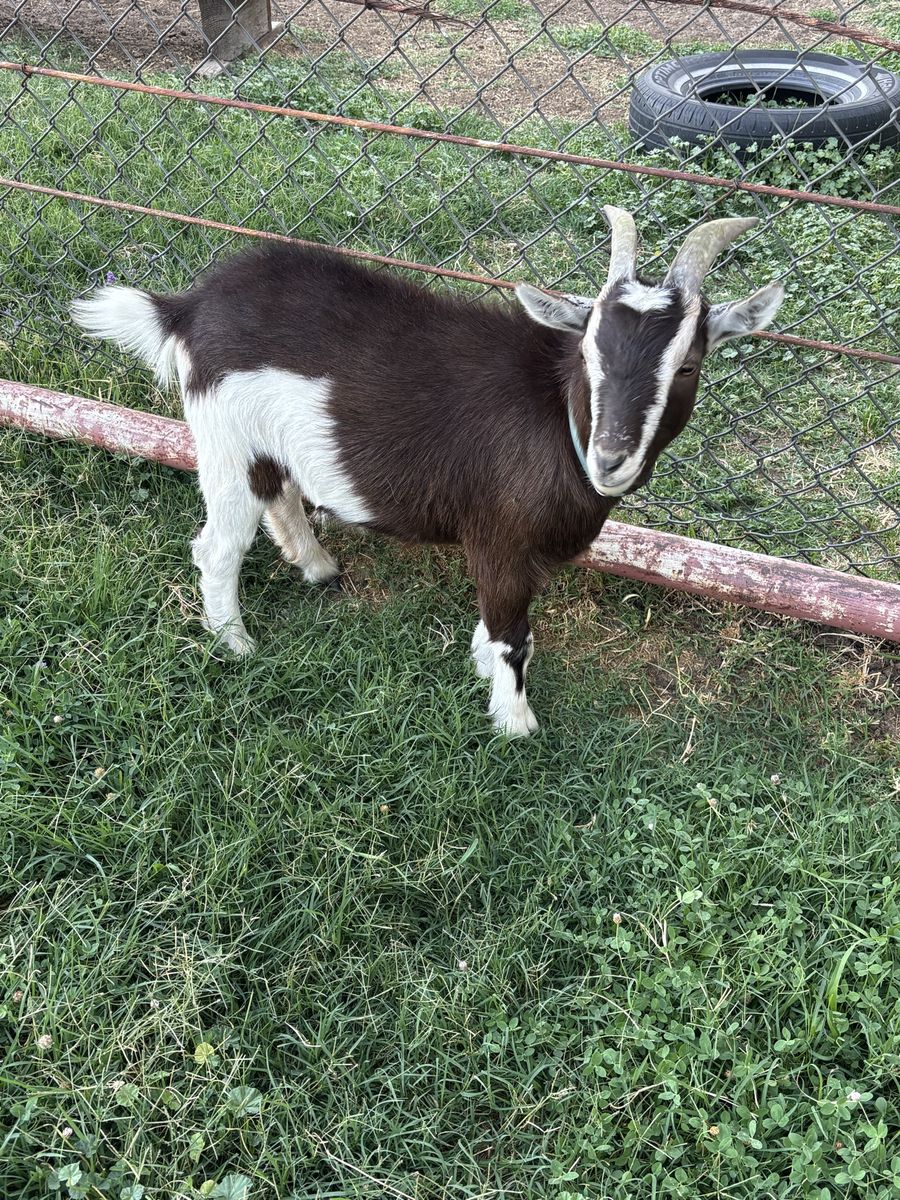 Goats (2)