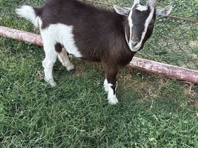 Goats (2)
