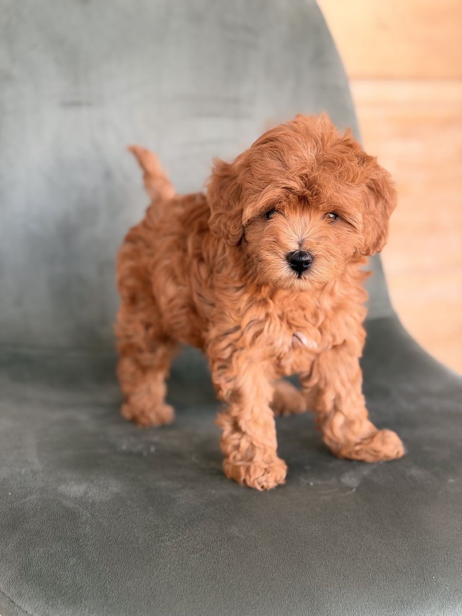 Ready Now 10-15lb Mini Goldendoodle Puppies