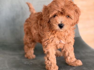 Ready Now 10-15lb Mini Goldendoodle Puppies