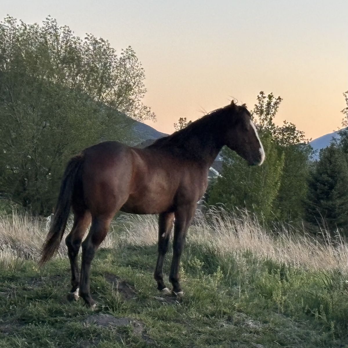 2 YEAR OLD STUD COLT