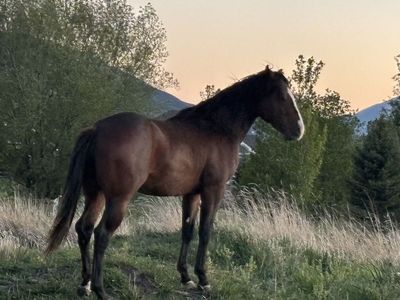 2 YEAR OLD STUD COLT