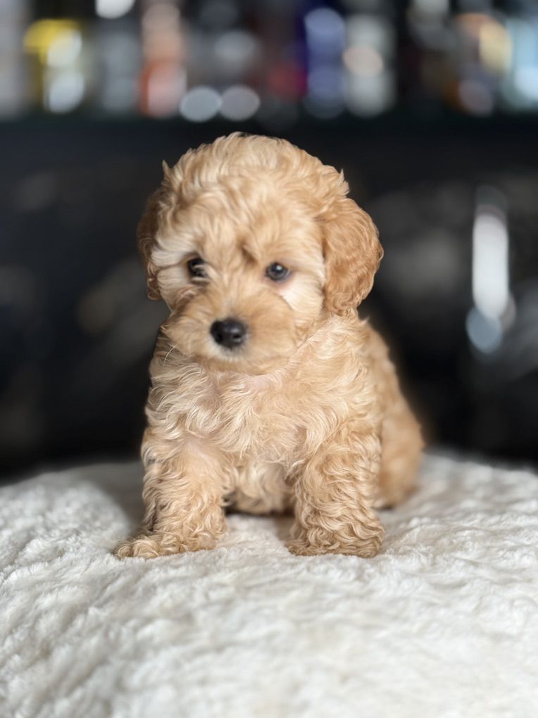 DARLING tiny Cavapoo Pupoies