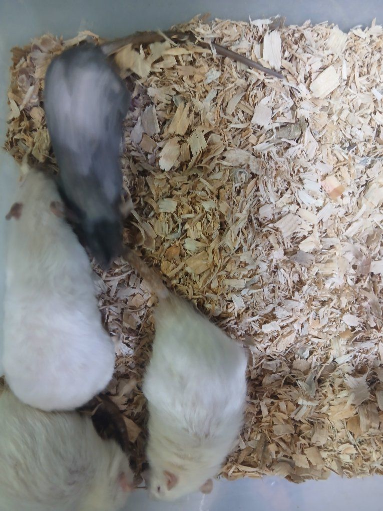 Feeder rats
