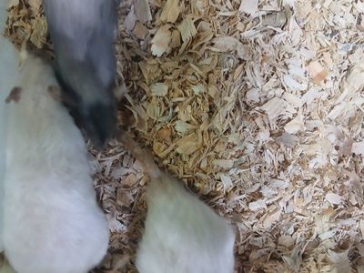 Feeder rats