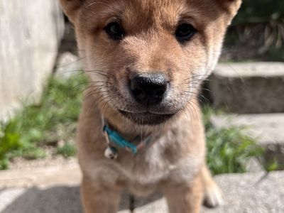Shiba inu Puppies!