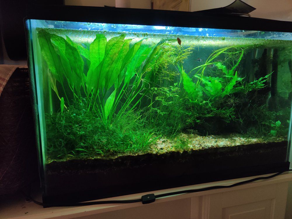 Amazon Sword Plant