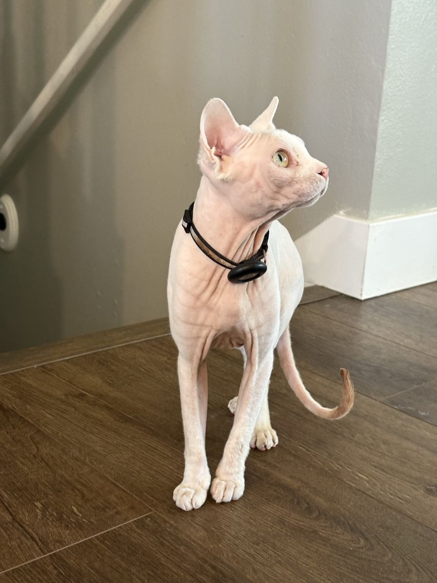 Hairless Sphynx Kittens