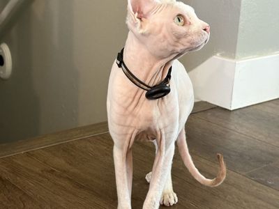 Hairless Sphynx Kittens